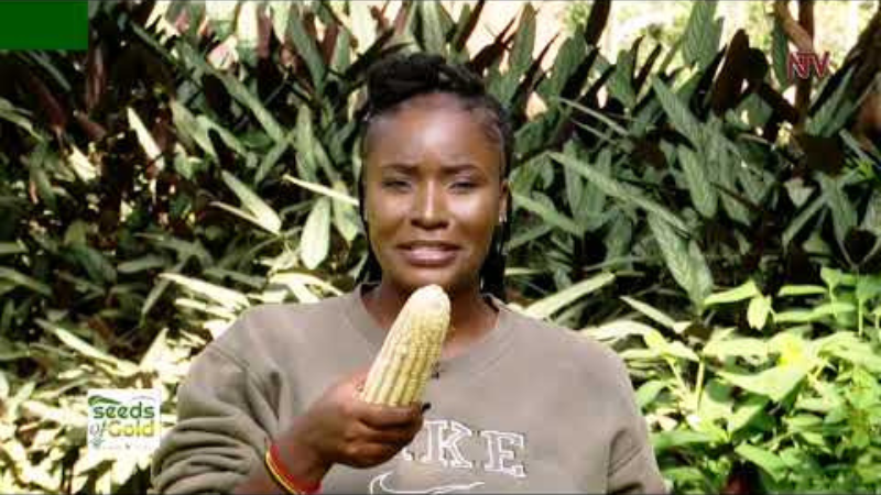 Harvesting Gold: The Journey of Successful Maize Farming.